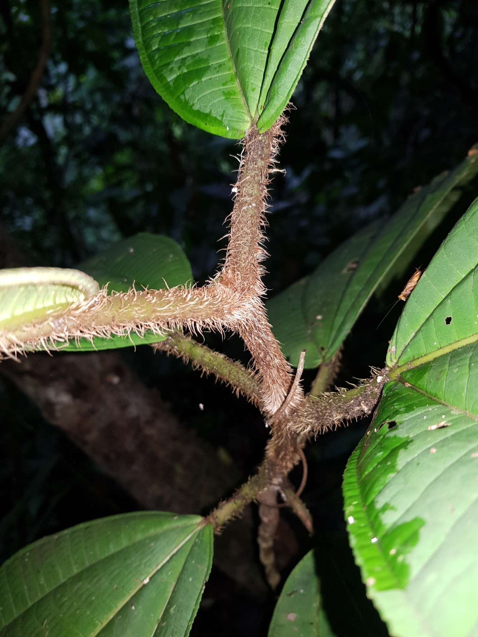 Image of Miconia paleacea Cogn.