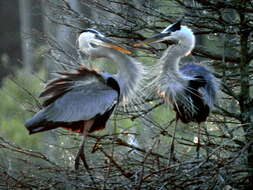 Image of Ardea herodias wardi Ridgway 1882