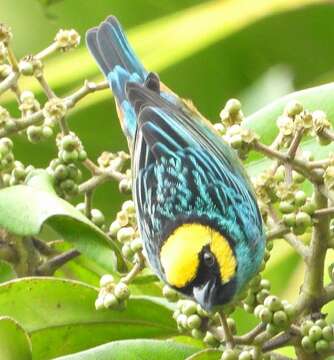 Image of Saffron-crowned Tanager