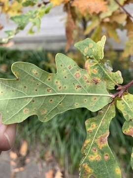 Image of Phylloxera glabra (von Heyden 1837)