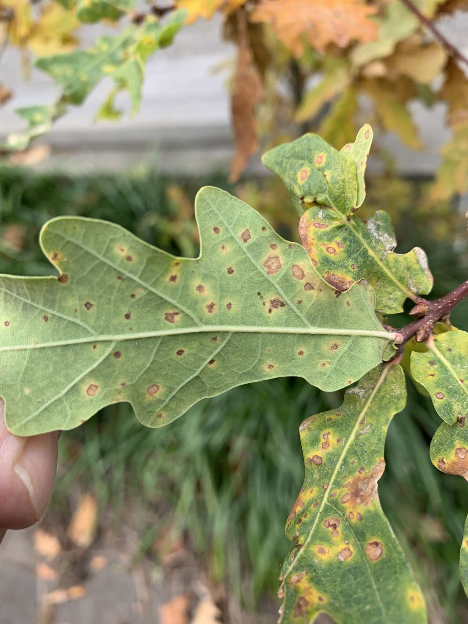 Phylloxera glabra (von Heyden 1837)的圖片