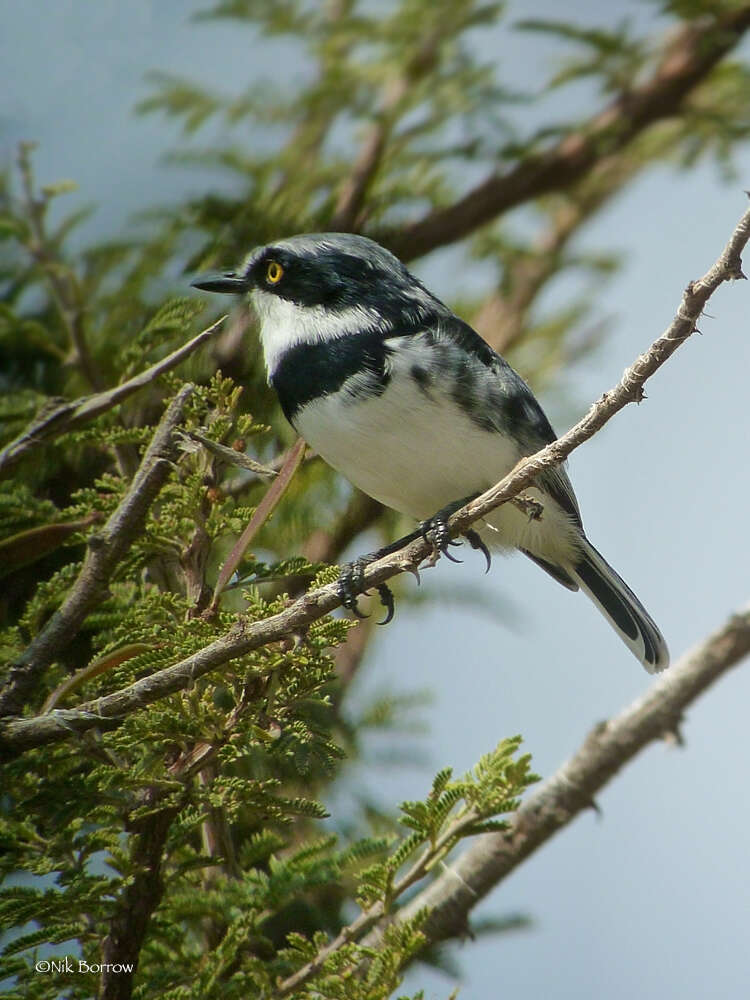 Image of Grey-headed Batis