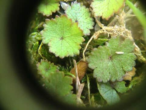 Image of musky marshpennywort