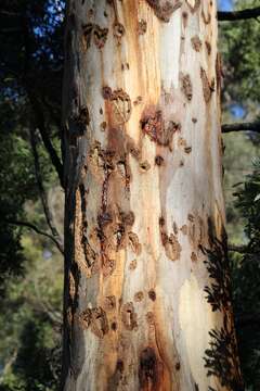 Image of Yellow-bellied Glider