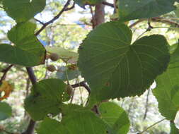 Image de Tilia japonica (Miq.) Simonk.