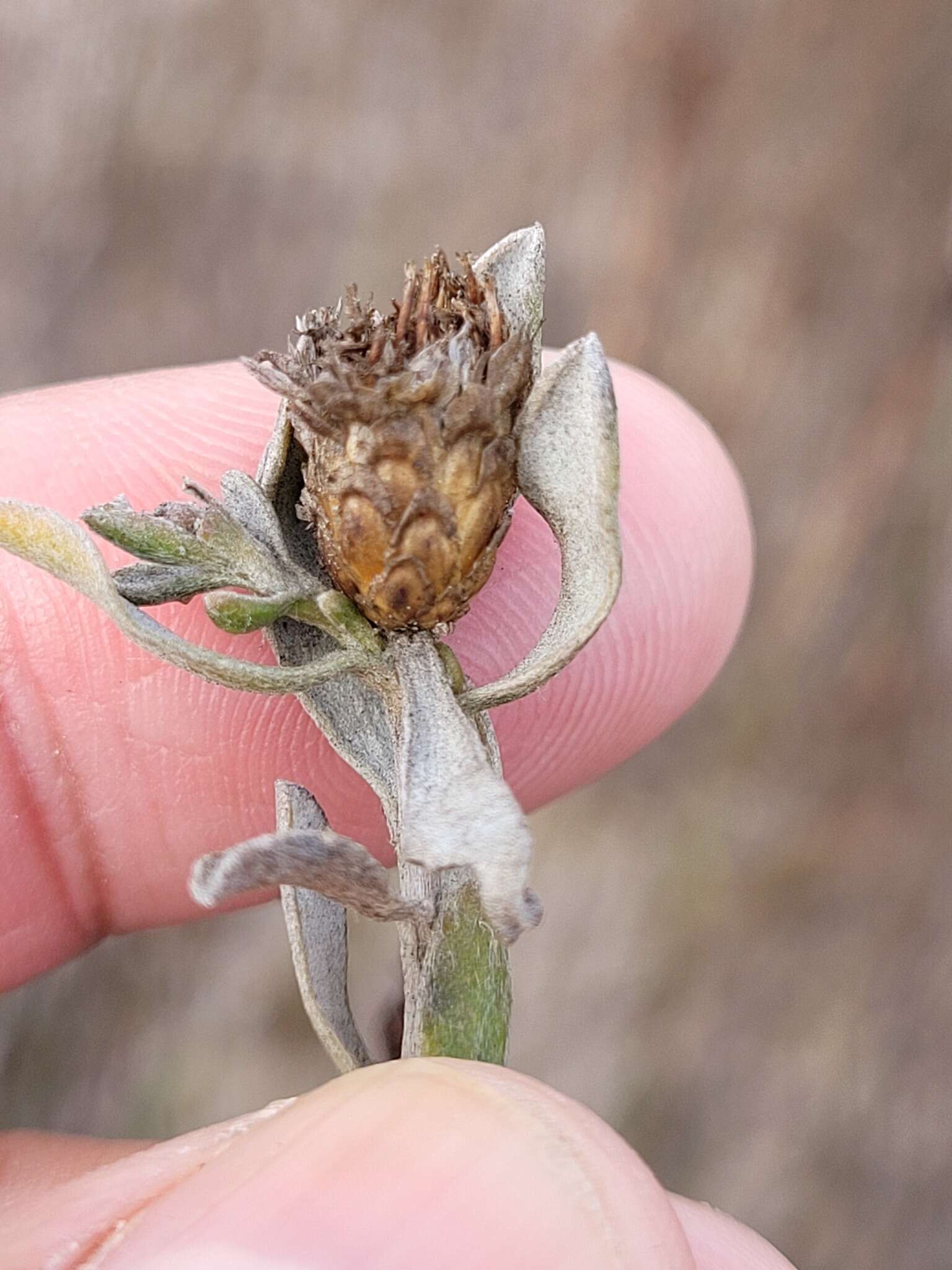 Plancia ëd Oedera rotundifolia (Less.) N. G. Bergh