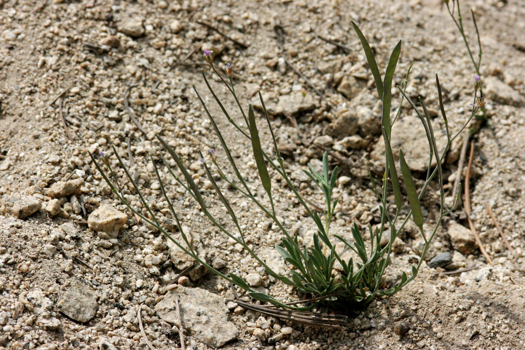 Image of Howell's pioneer rockcress