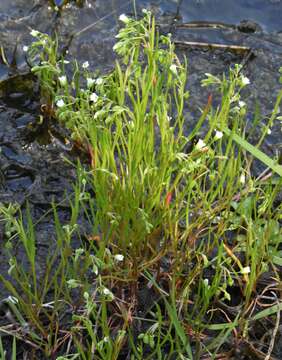 Image of narrowleaf minerslettuce