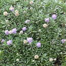 Sivun Lomelosia cretica (L.) W. Greuter & Burdet kuva