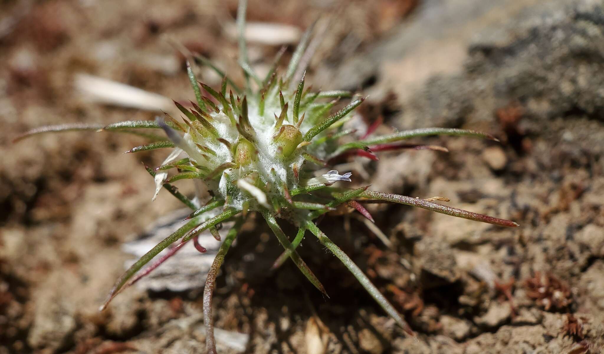 Image de Eriastrum abramsii (Elmer) Mason