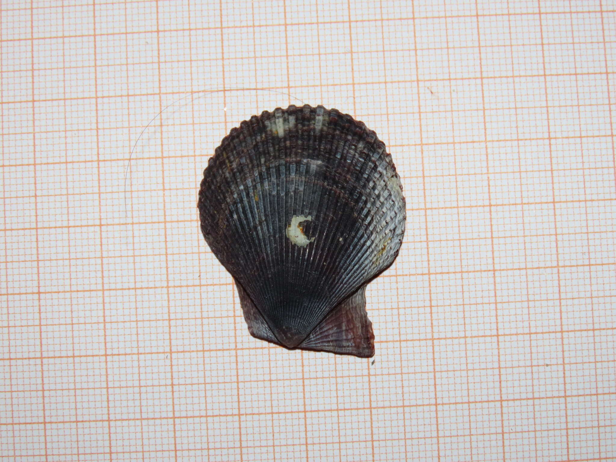 Image of variegated scallop