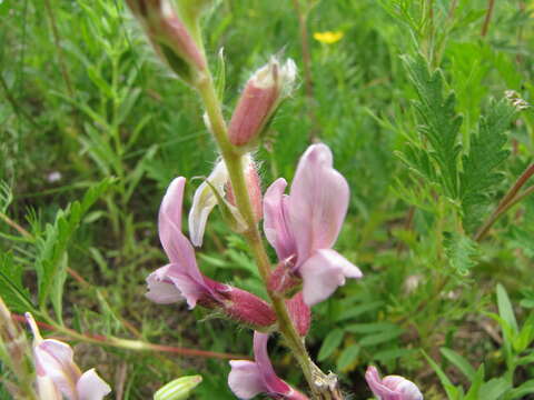 Image of Oxytropis myriophylla (Pall.) DC.