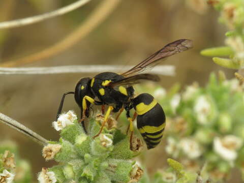 Image de Stenodynerus fastidiosissimus