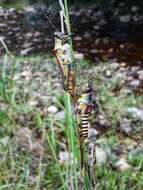 Image of Elegant Grasshopper