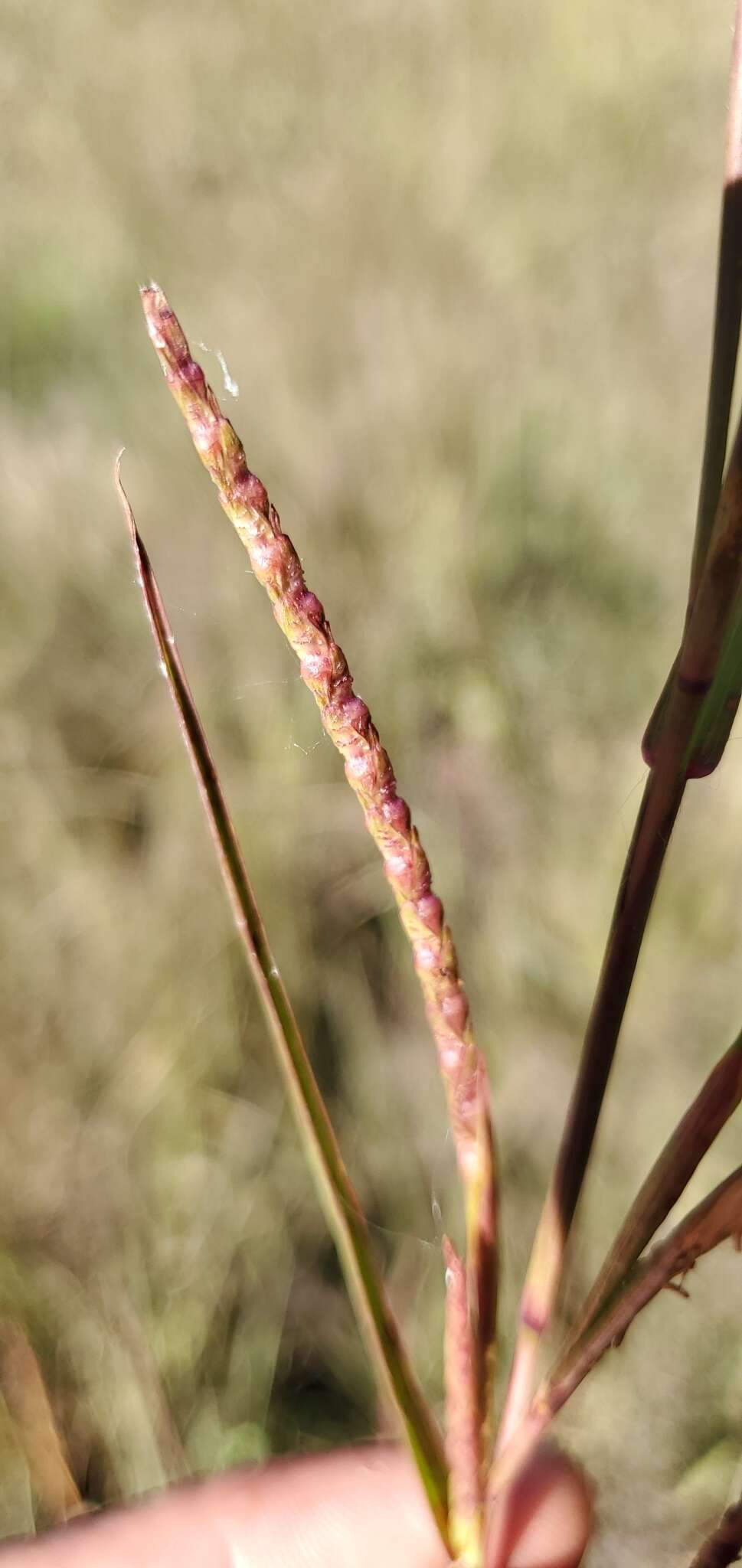 Image of Wrinkled Joint-Tail Grass