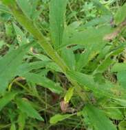 Image of Harger's goldenrod