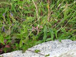 Plancia ëd Echium rosulatum subsp. rosulatum