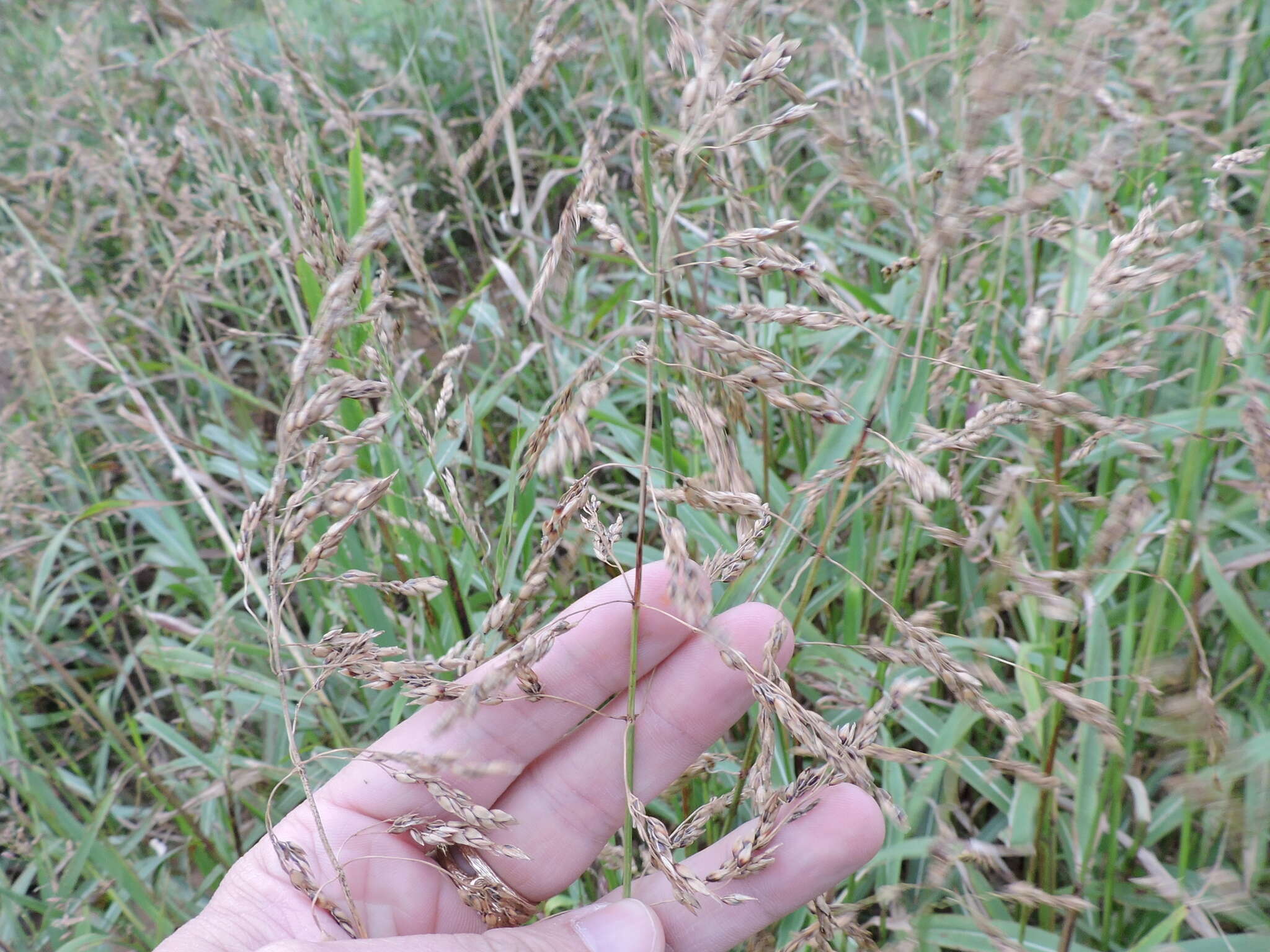 Image of Johnson grass