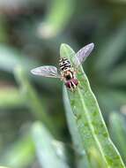 Image of Syrphid fly