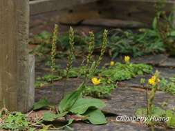 Image de Plantago asiatica L.