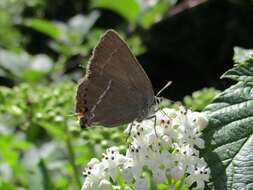 Satyrium spini (Denis & Schiffermüller 1775) resmi