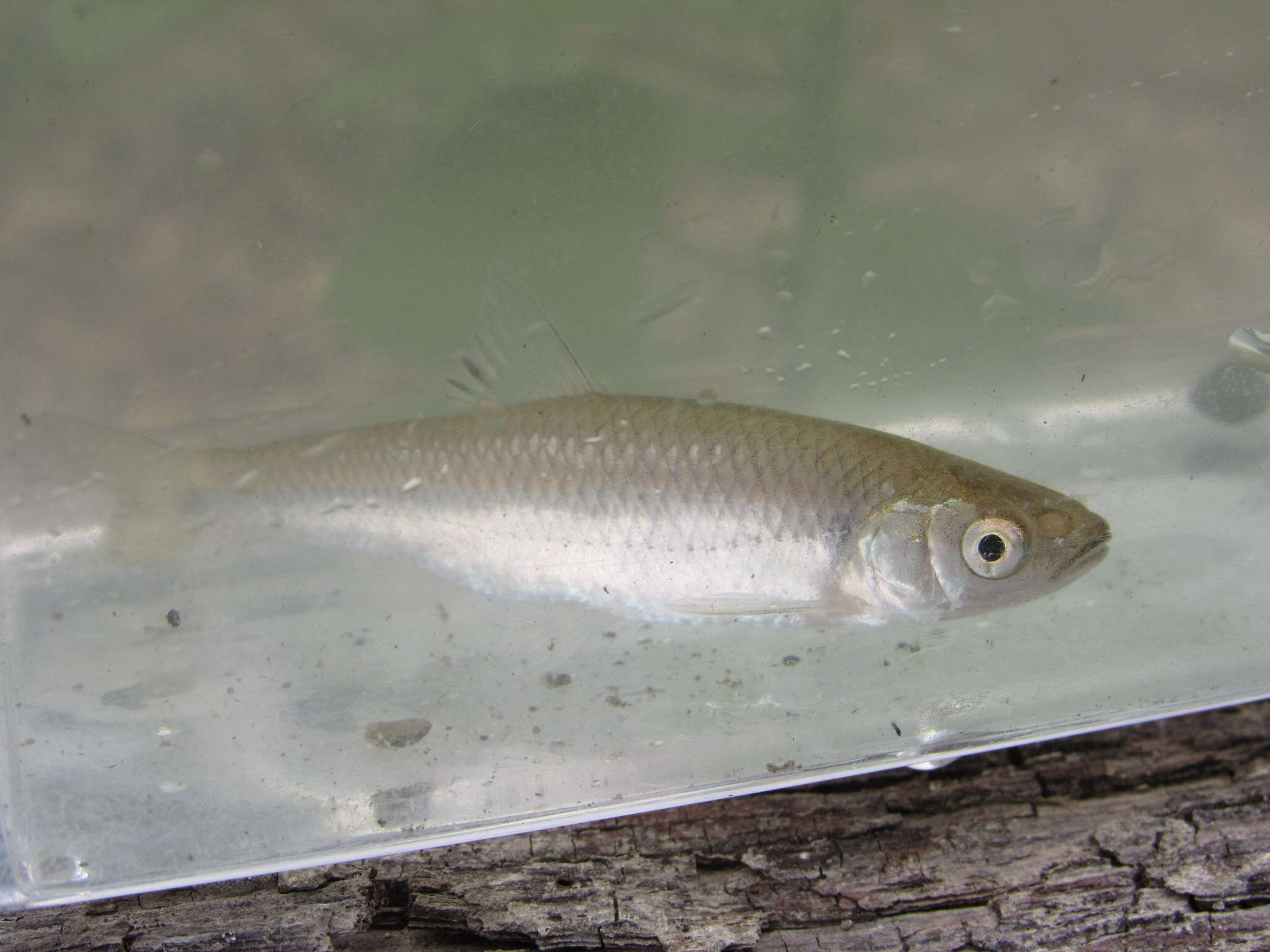 Image of Spotfin shiner