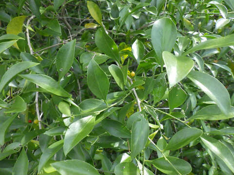 Image of Florida boxwood