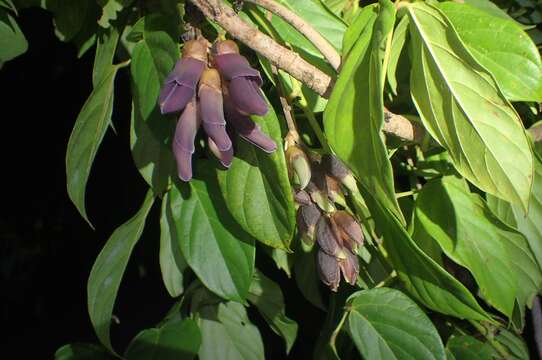 Image of Mucuna championii Benth.