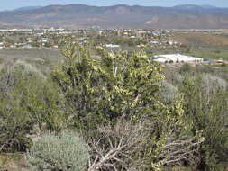 Image of desert bitterbrush