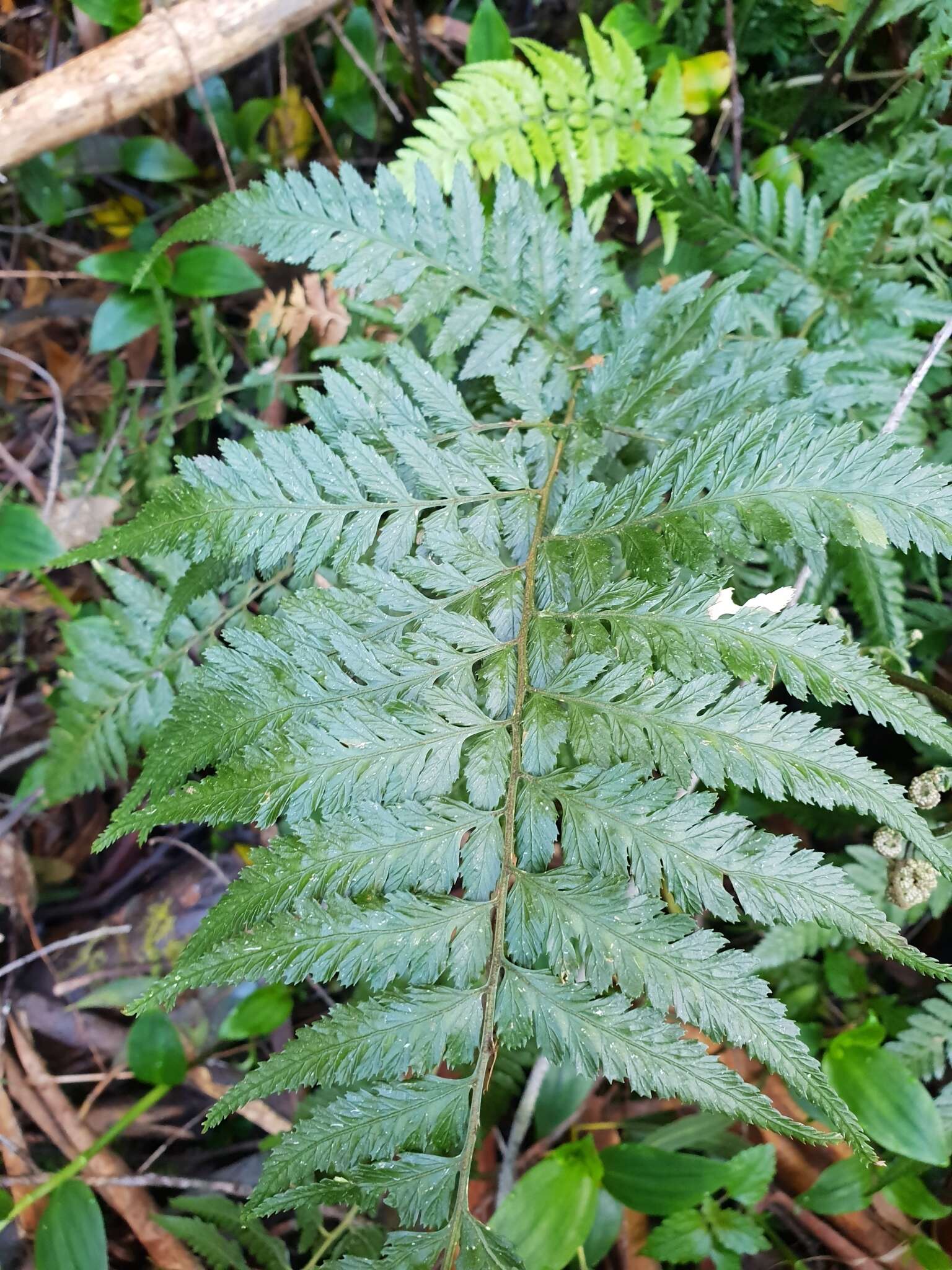 Parapolystichum acuminatum (Houlston) Labiak, Sundue & R. C. Moran的圖片