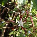 Image of Sedum jaliscanum S. Wats.