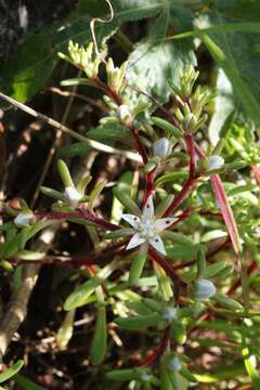 Imagem de Sedum jaliscanum S. Wats.