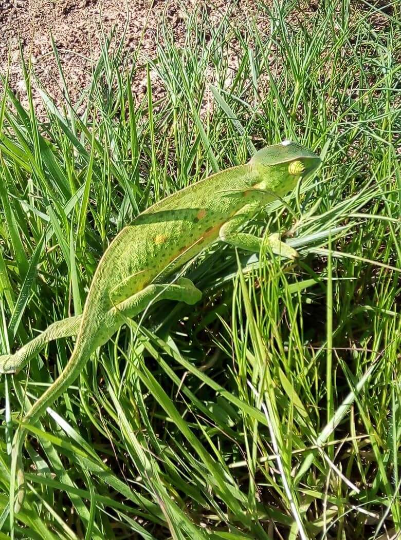 Chamaeleo senegalensis Daudin 1802 resmi