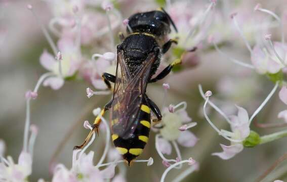 Image of Ectemnius lapidarius (Panzer 1803)