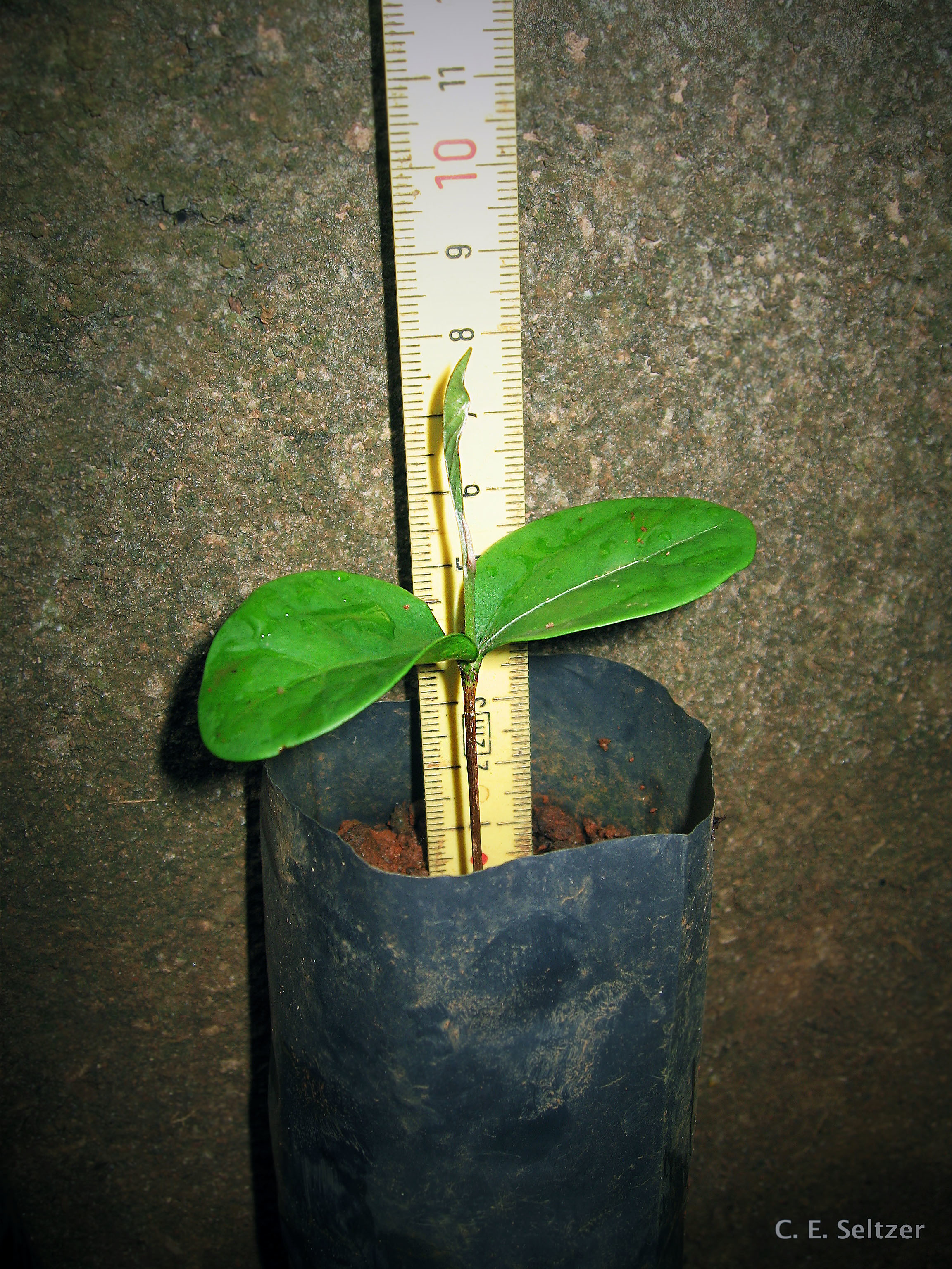 Chrysophyllum perpulchrum (rights holder: TanzaniaPlantCollaboration)