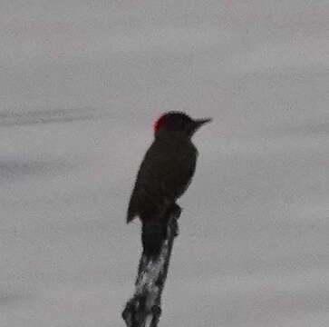 Image of Knysna Woodpecker