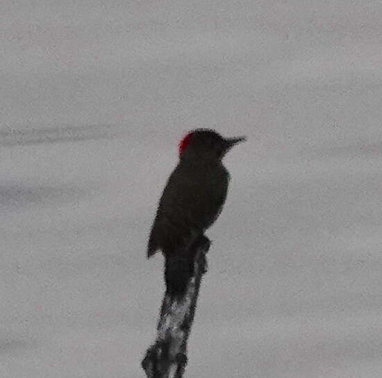 Image of Knysna Woodpecker