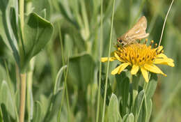 Image of Salt Marsh Skipper