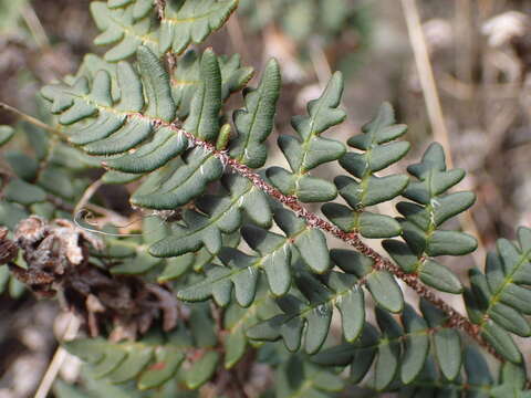 Image of Paragymnopteris marantae subsp. marantae