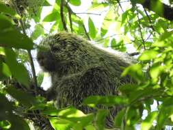 Image of Paraguaian Hairy Dwarf Porcupine