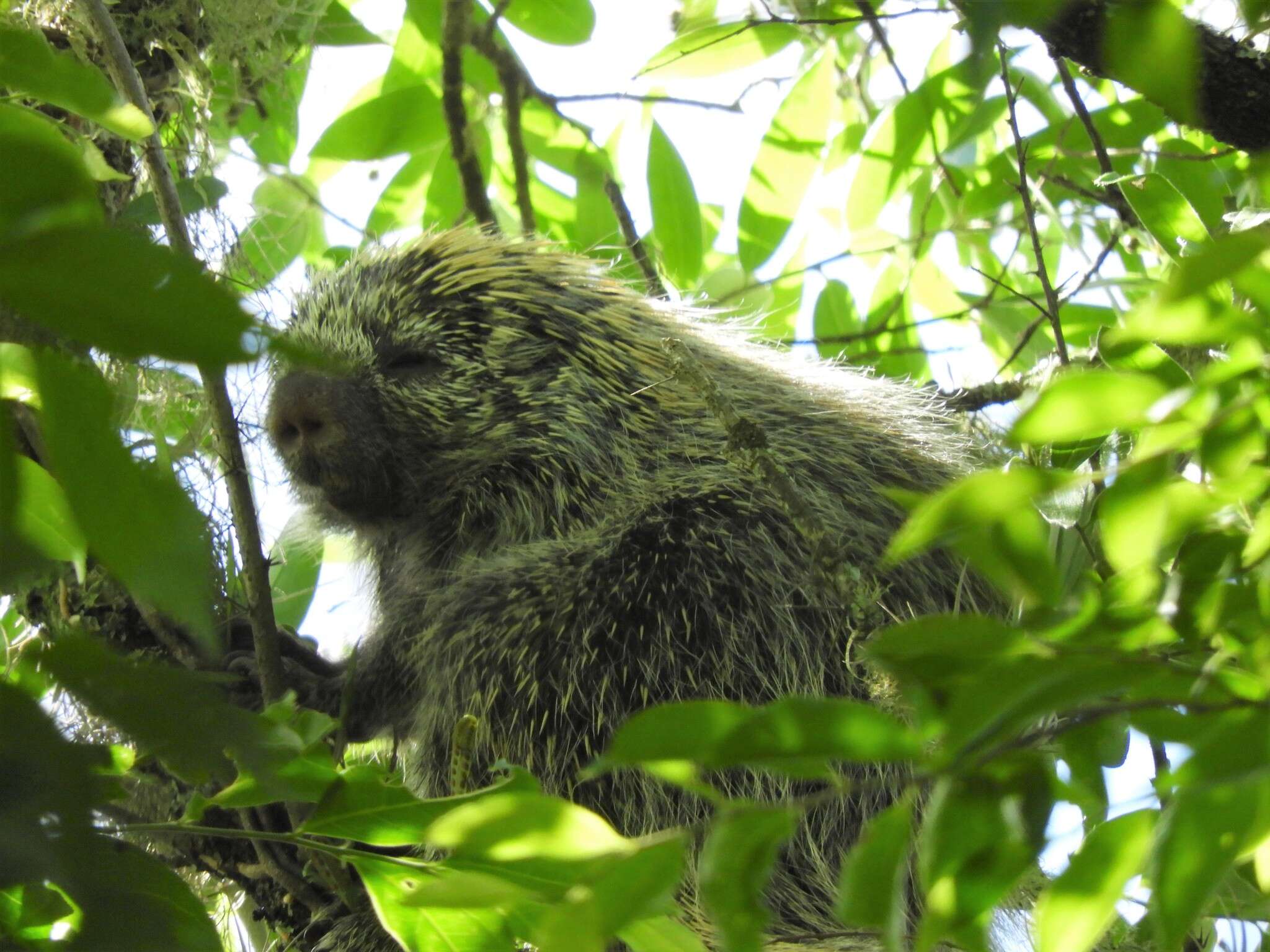 Image of Paraguaian Hairy Dwarf Porcupine