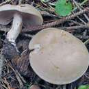 Image of Agaricales