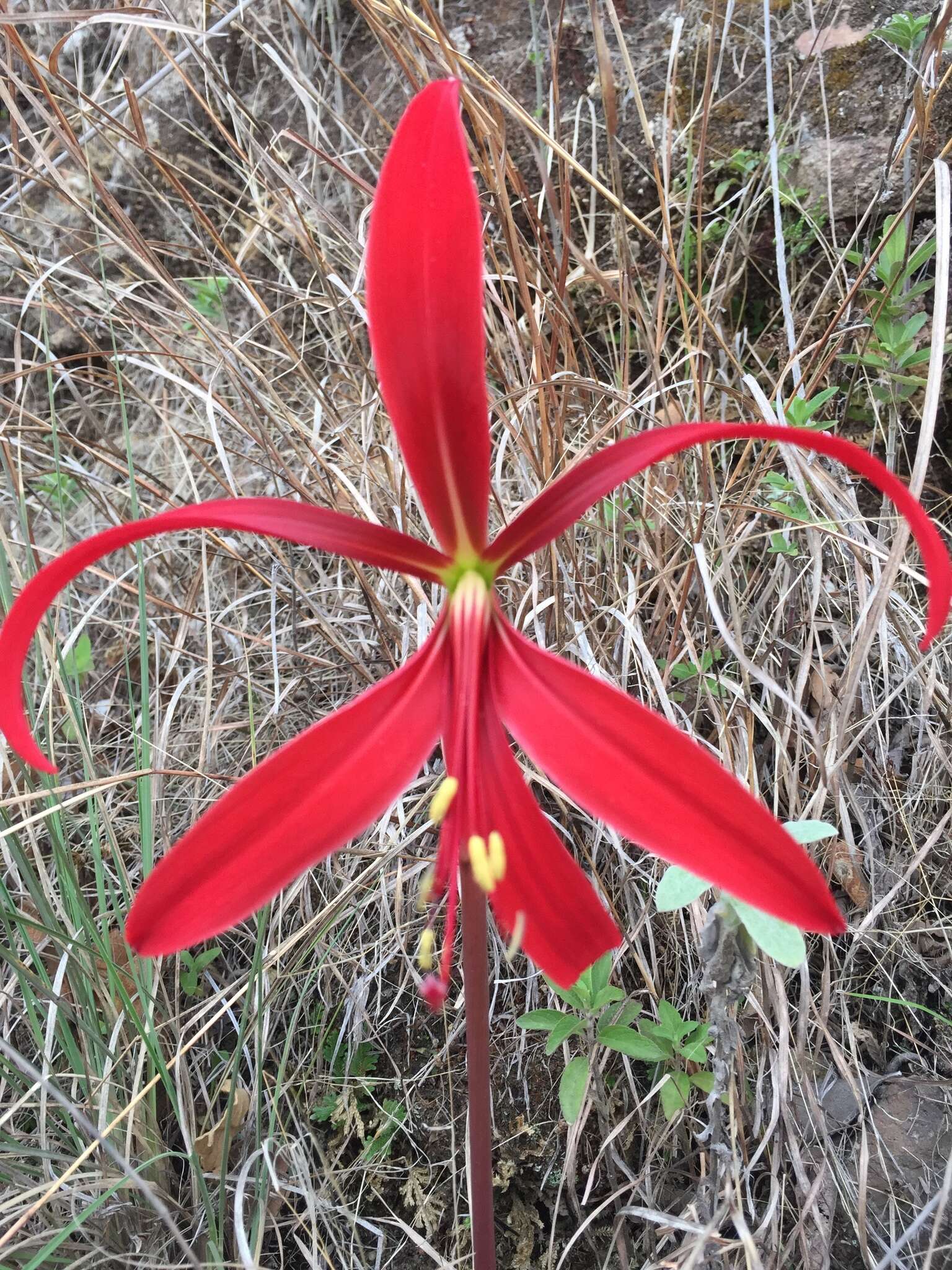 Image of Jacobean Lily