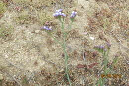 Imagem de Limonium sinuatum (L.) Miller