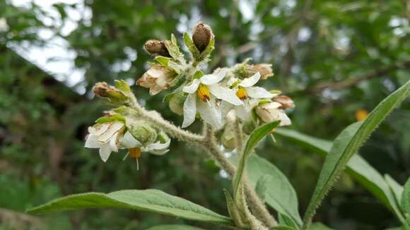 Solanum umbellatum Mill. resmi