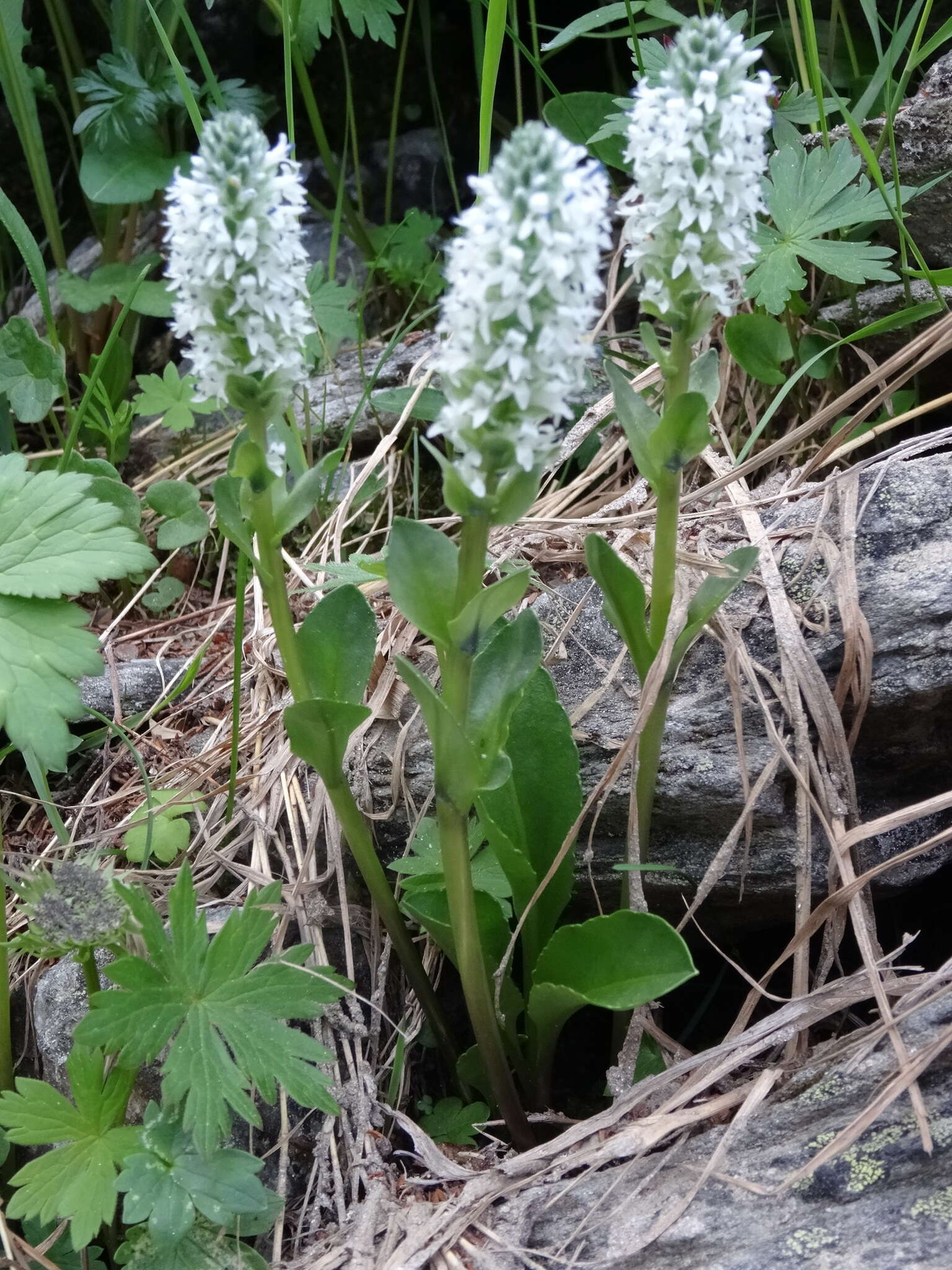 Image of Lagotis uralensis Schischk.