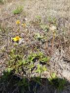 Image de Tridax purpusii Brandeg.