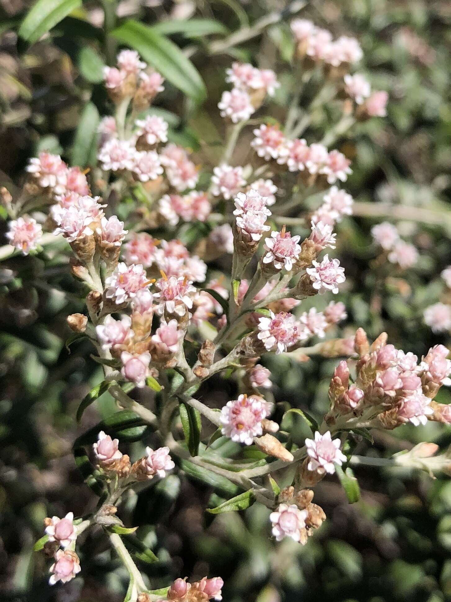 Image of Tenrhynea phylicifolia (DC.) O. M. Hilliard & B. L. Burtt