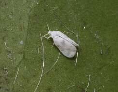 Image of Giant whitefly