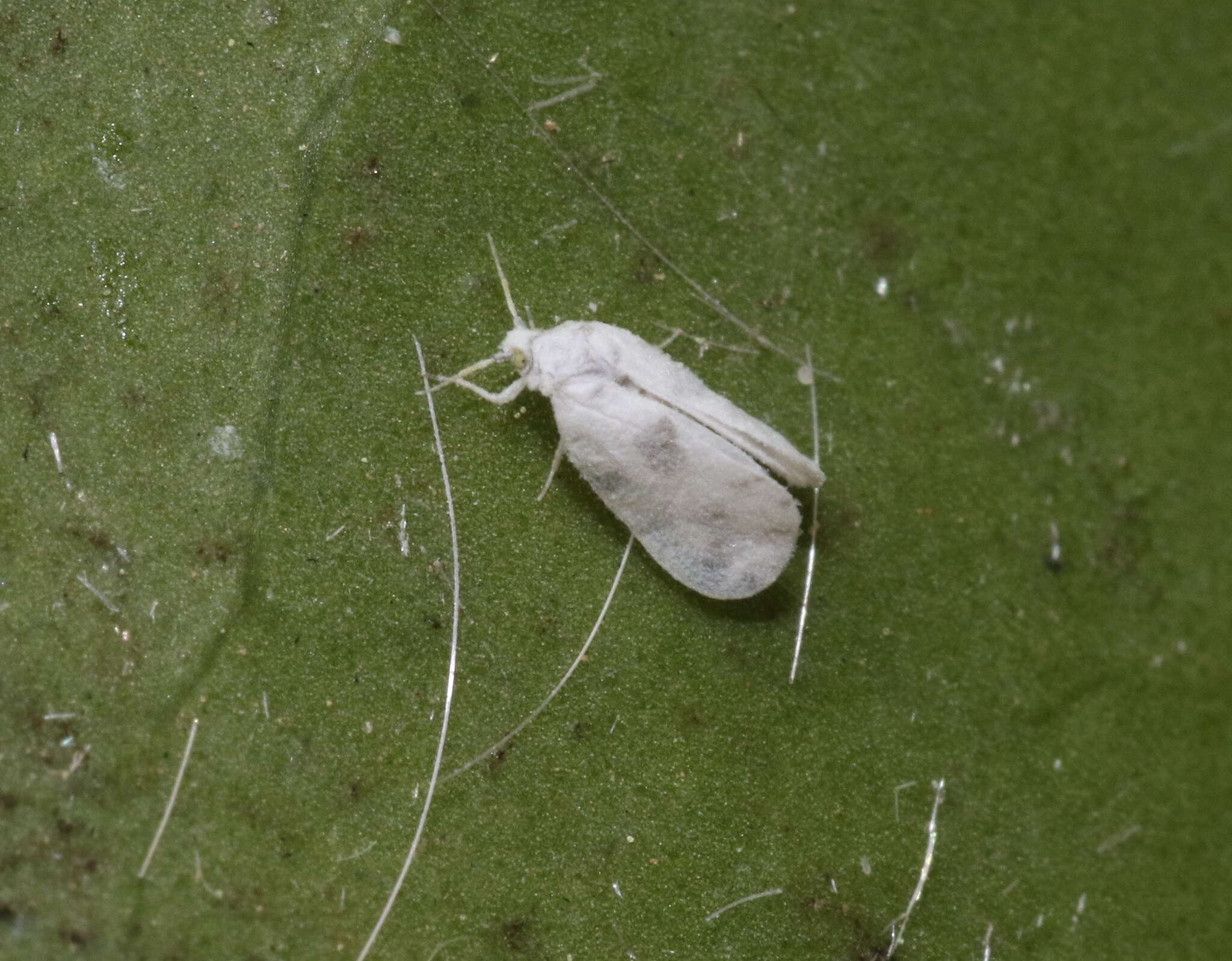 Image of Giant whitefly